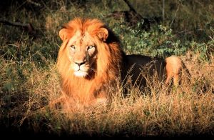 lion_swaziland