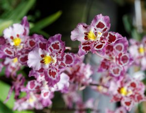 orchid_garden_costa_rica